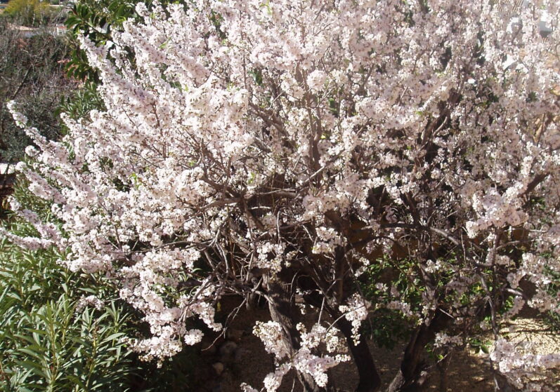 Bloesem in de tuin